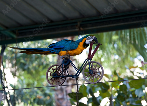 Trained parrot blue-yellow macaw riding a bike on the wire