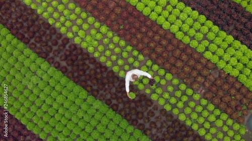 A cook standing among salads in the field holding green and red lettuce in hands examine the harvest. Aerial footage photo