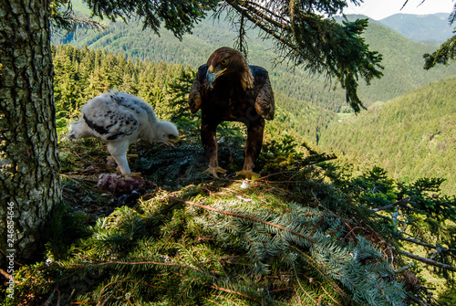 Bird of prey Golden Eagle female taking care about month old chick on the nest in dense pine forest, northern Slovakia