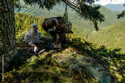 Bird of prey Golden Eagle female taking care about month old chick on the nest in dense pine forest, northern Slovakia