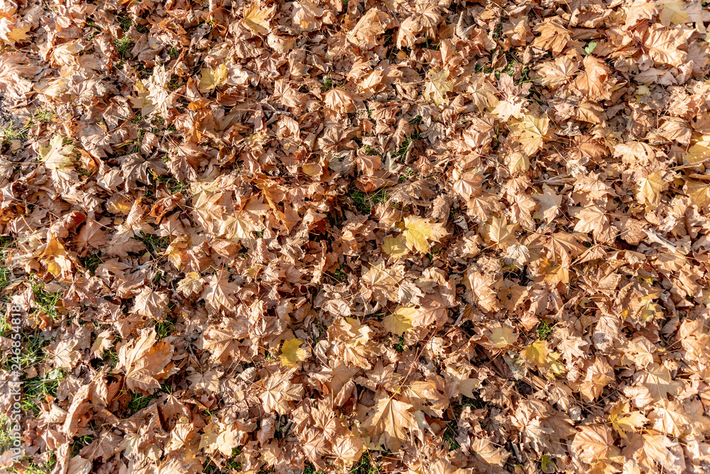 many dry leaves on the ground in autumn many dry leaves on the ground in autumn