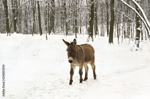 Donkey ( Equus africanus asinus ) walking in the snow in winter forest