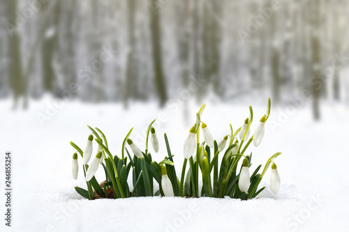 Spring snowdrops (Galanthus nivalis) in snow in the forest