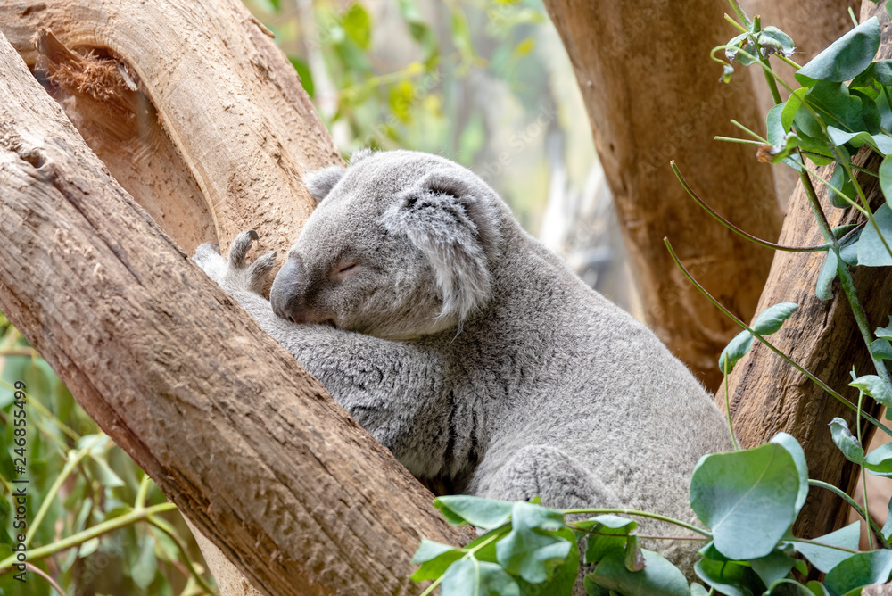 Fototapeta premium amazing koala sleeping on the tree