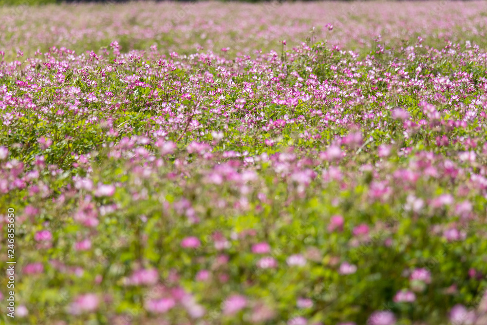 Astragalus festival in Otaki Town, Chiba prefecture, Japan Astragalus festival in Otaki Town, Chiba prefecture, Japan