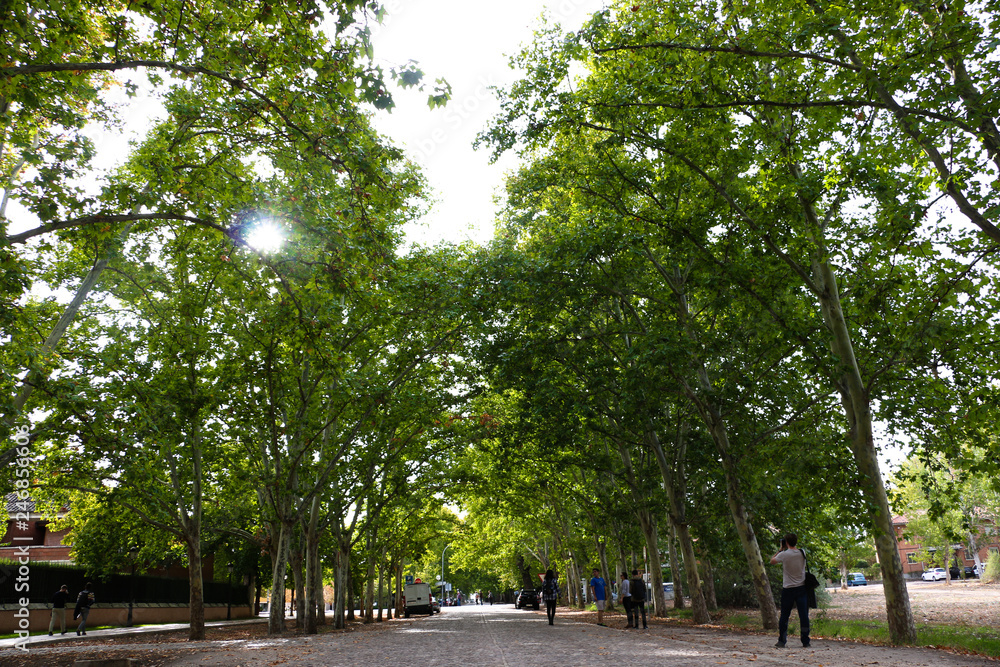 Fototapeta premium Green Spring Trees