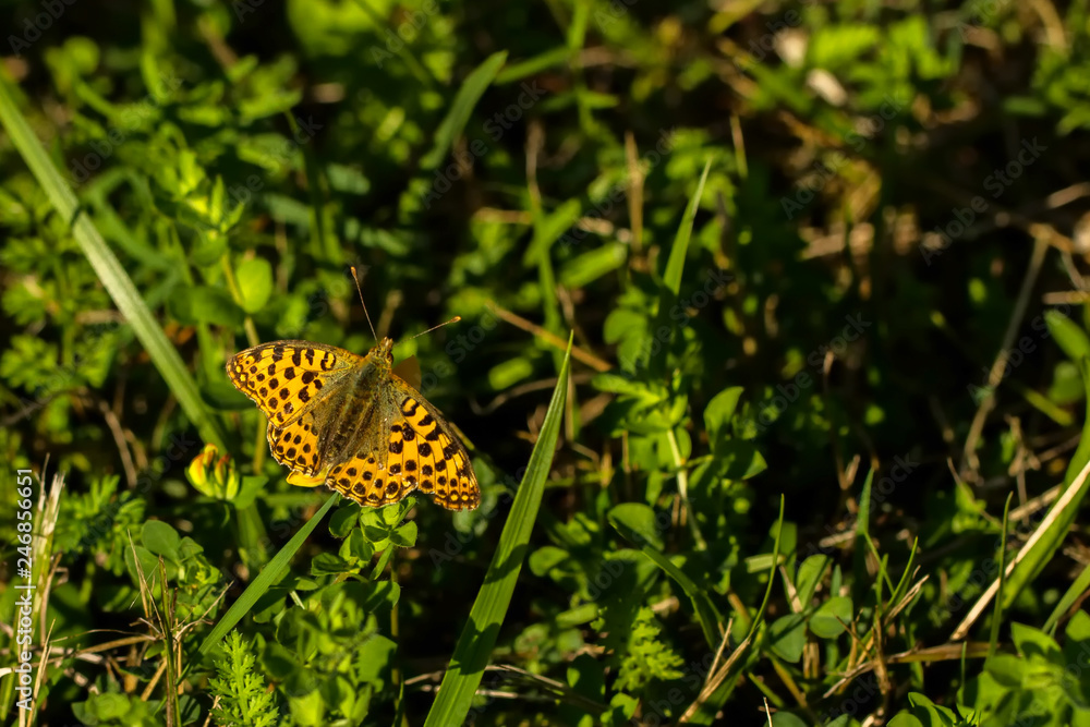 Obraz premium Kleiner Perlmutfalter