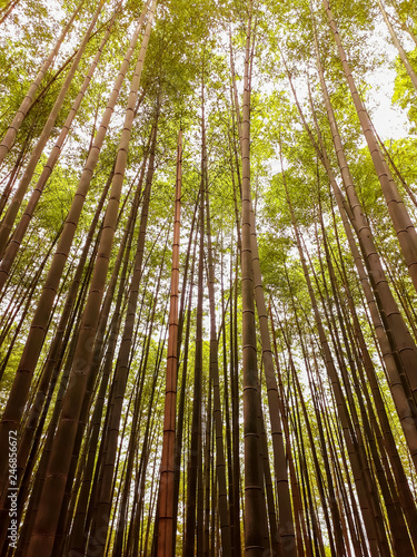 Kyoto bambooforest