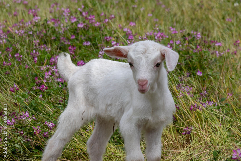 Baby of goat, Otaki town, Chiba prefecture, Japan Baby of goat, Otaki town, Chiba prefecture, Japan