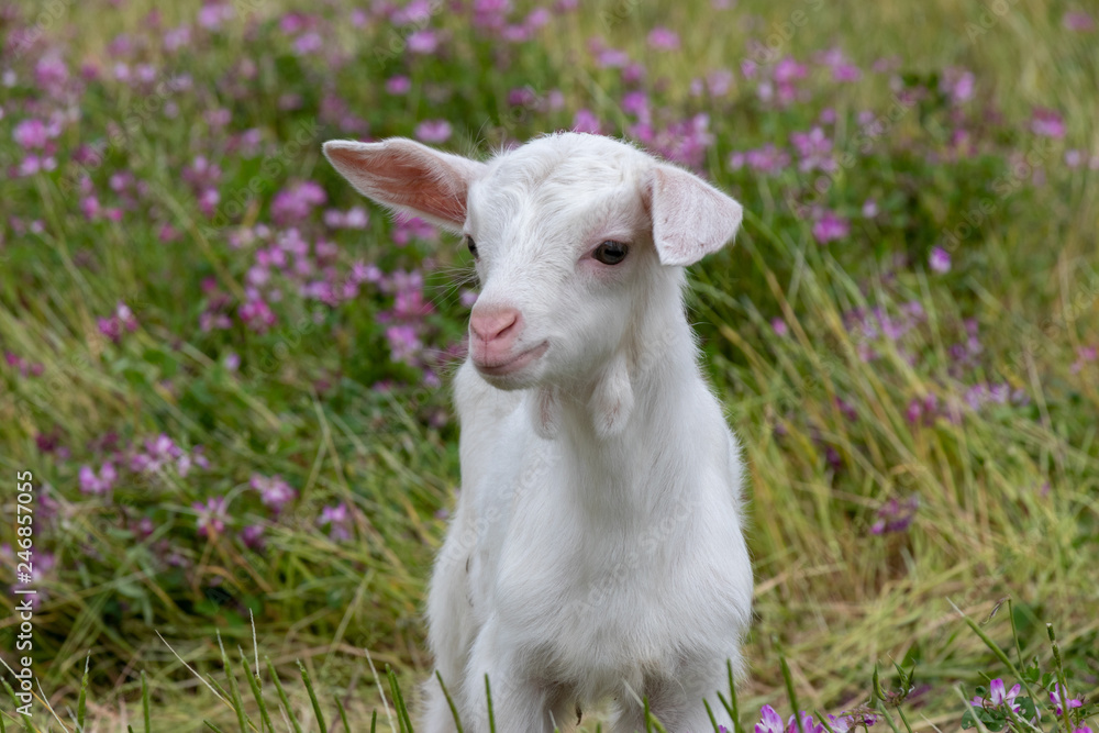 Baby of goat, Otaki town, Chiba prefecture, Japan Baby of goat, Otaki town, Chiba prefecture, Japan