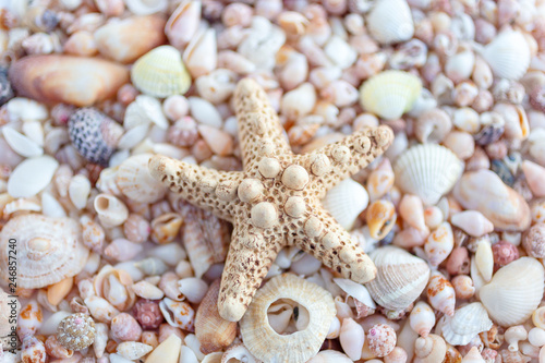 Sea star on the background of shells