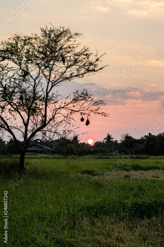 Tree which has bird's nest weaver bird In the middle of the grassland green have a cottage big bush and the fall sunset as back ground.