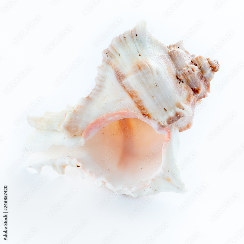 Sea shells on a white background Sea shells on a white background