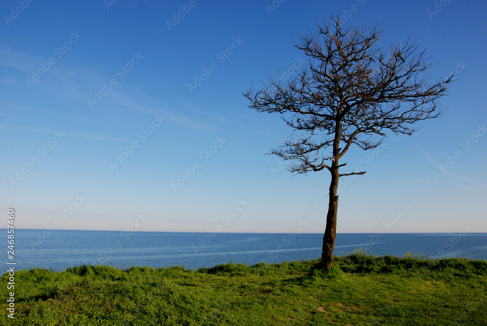Lonely tree over the blue sea among the green grass Lonely tree over the blue sea among the green grass