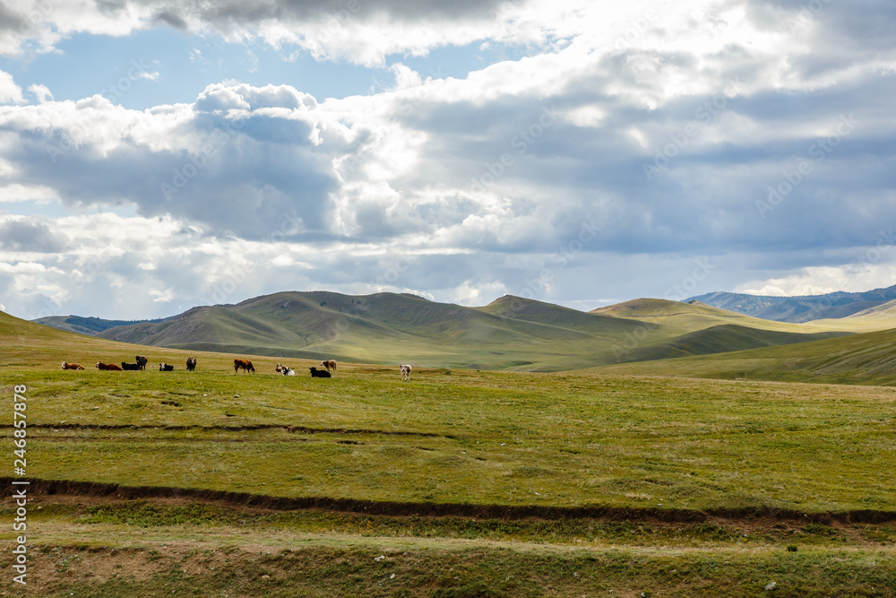 herd of cows in the Mongolian steppe, Mongolia
