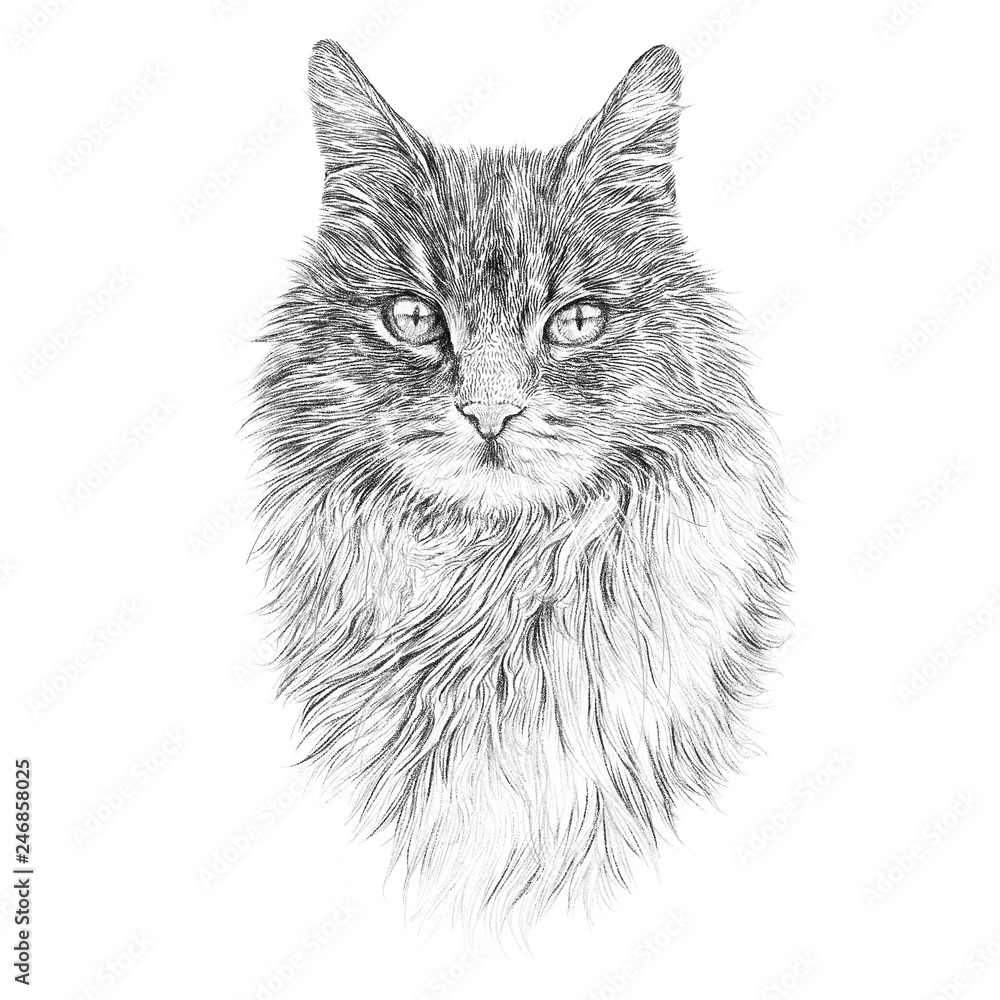 Cute fluffy cat isolated on white baclground. Realistic portrait ...