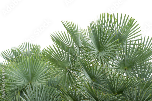 Palm tree White background