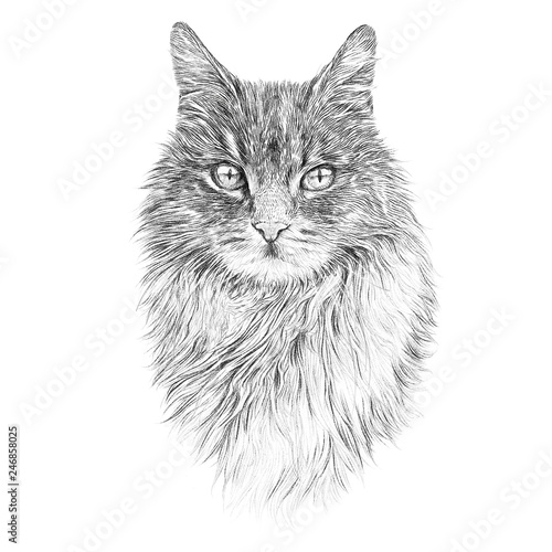Premium Vector  Cute fluffy cat hand drawn engraving sketchvector  illustration