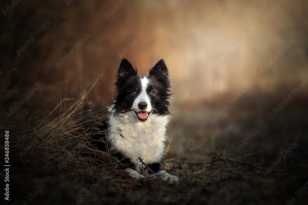 border collie dog funny trick portrait walk in the field	