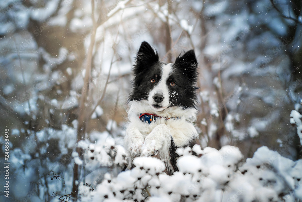 Border collie best sale snow