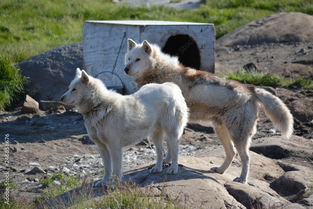 Obraz premium Ilulissat Greenland - July, sled dogs on a warm and sunny summer day, there life about 3200 husky in Ilulissat which the people need for the winter, in summer they only lying in the sun