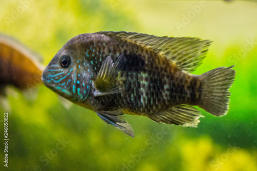 Tsichlasoma severum fish. photo