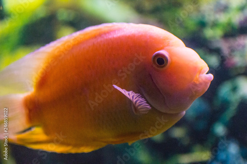 Parrot fish in aquarium.