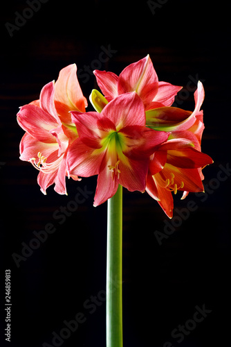 amaryllis on black