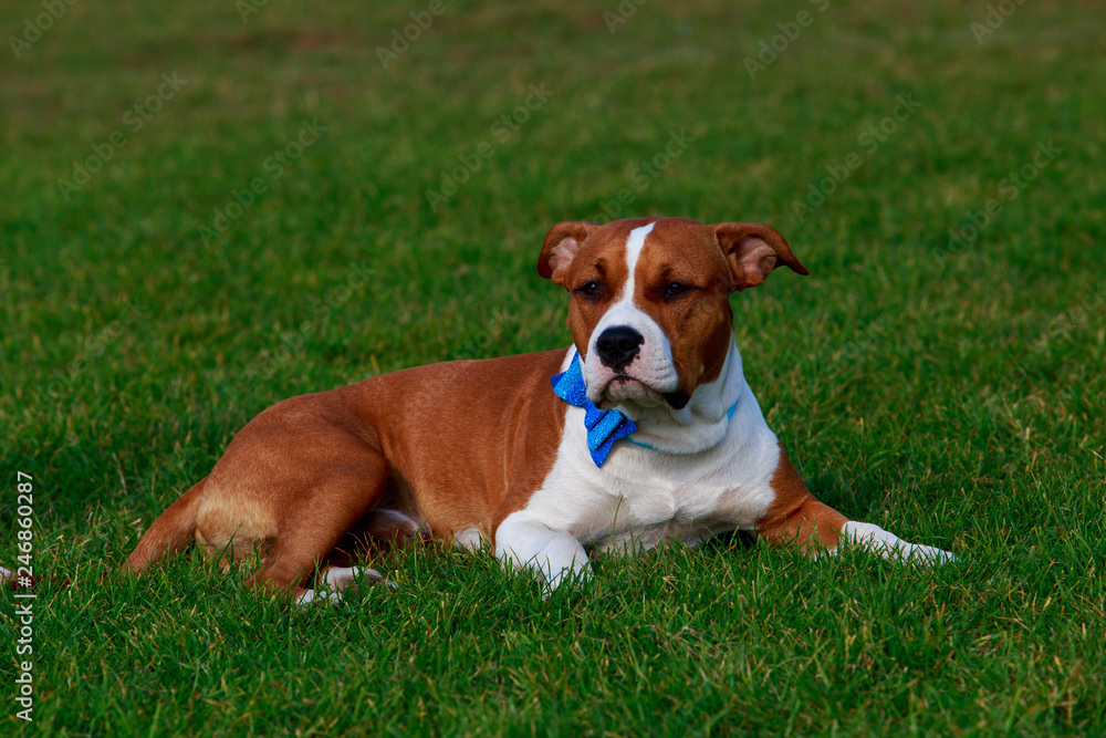 Dog breed Staffordshire Terrier Dog breed Staffordshire Terrier