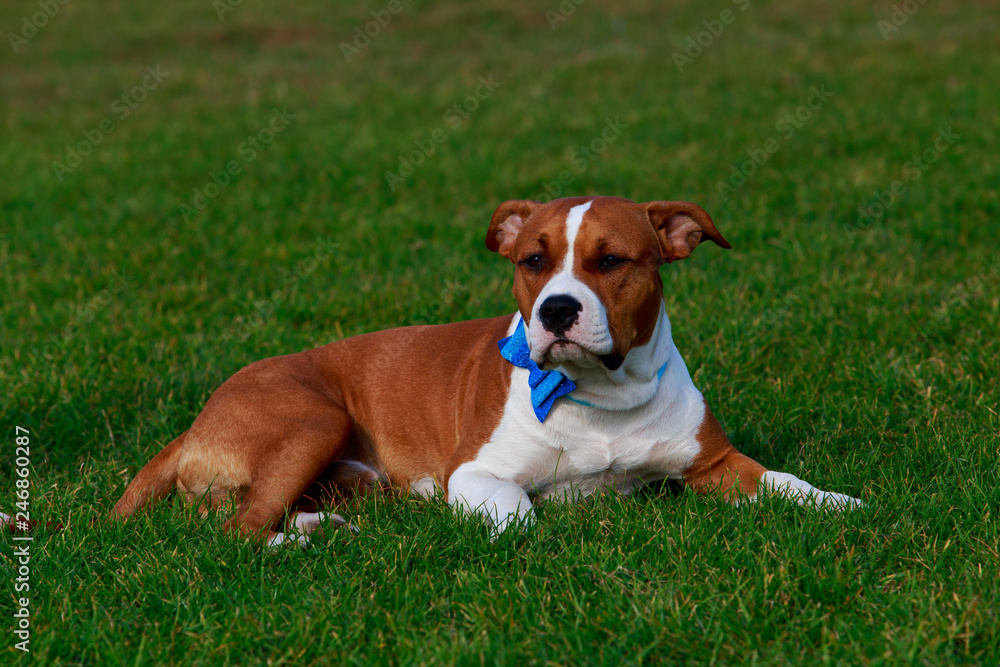 Dog breed Staffordshire Terrier