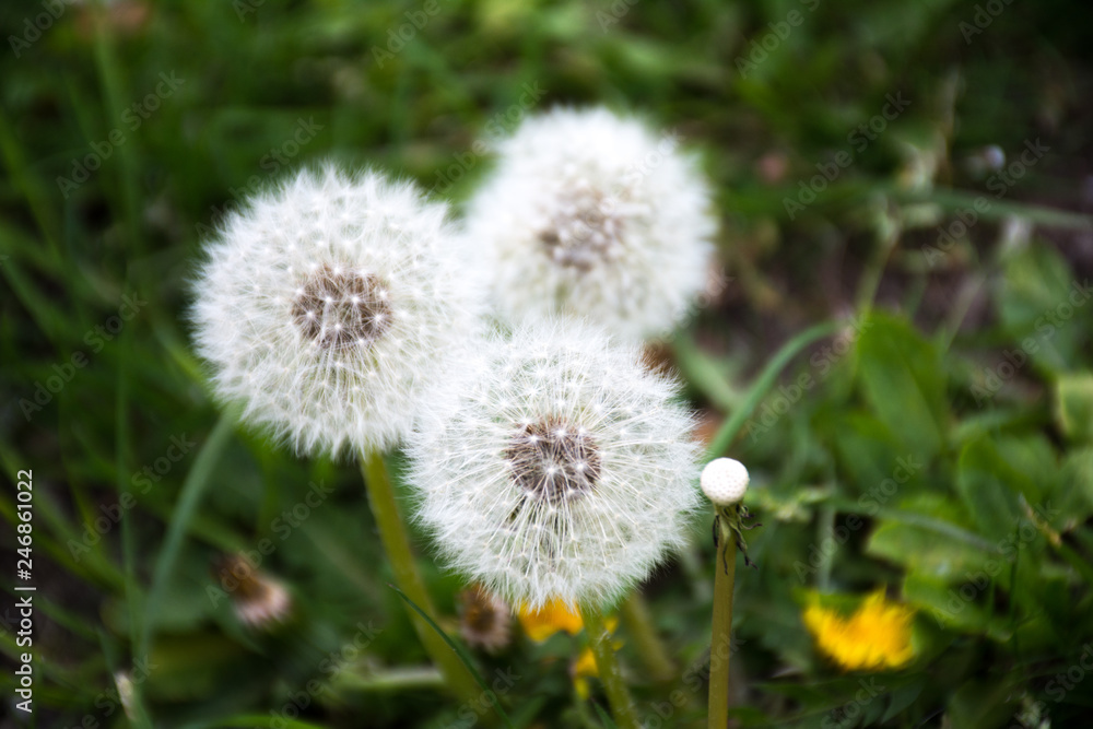 Taraxacum officinale, the common dandelion, is a flowering herbaceous perennial plant of the family Asteraceae Taraxacum officinale, the common dandelion, is a flowering herbaceous perennial plant of the family Asteraceae
