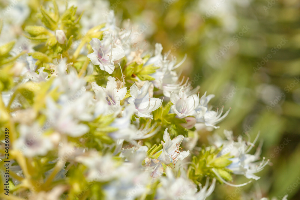 flora of Gran Canaria -  Echium decaisnei