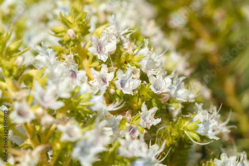 flora of Gran Canaria -  Echium decaisnei photo