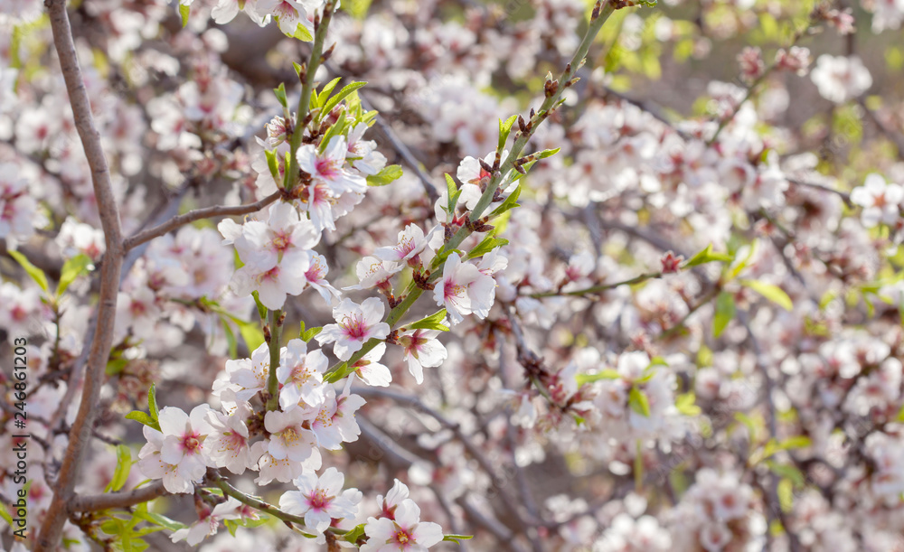 flowering almonds background