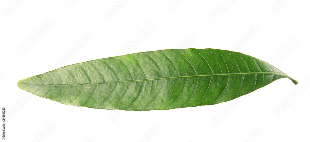 Obraz premium Fresh green mango leaf on white background