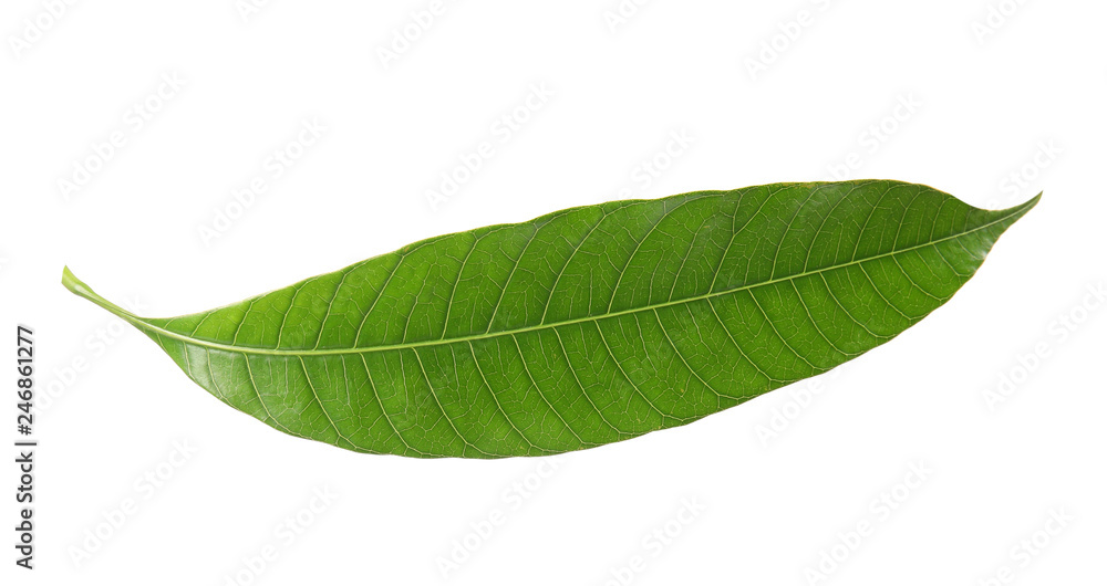 Fototapeta premium Fresh green mango leaf on white background