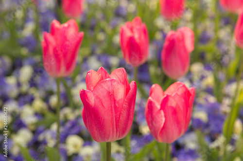 Tulip Garden  Tokyo Japan