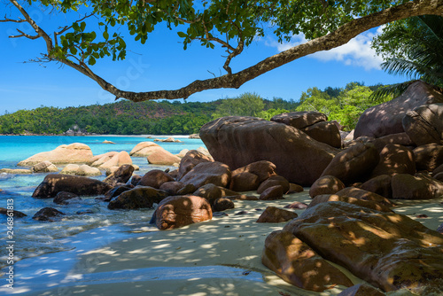 Seychelles beach and branch of a tree  white sand and blue sky