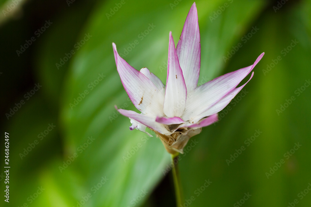 Purple flower Green Backround Purple flower Green Backround