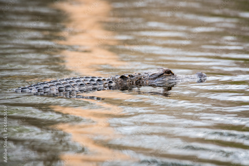 Gator Gator