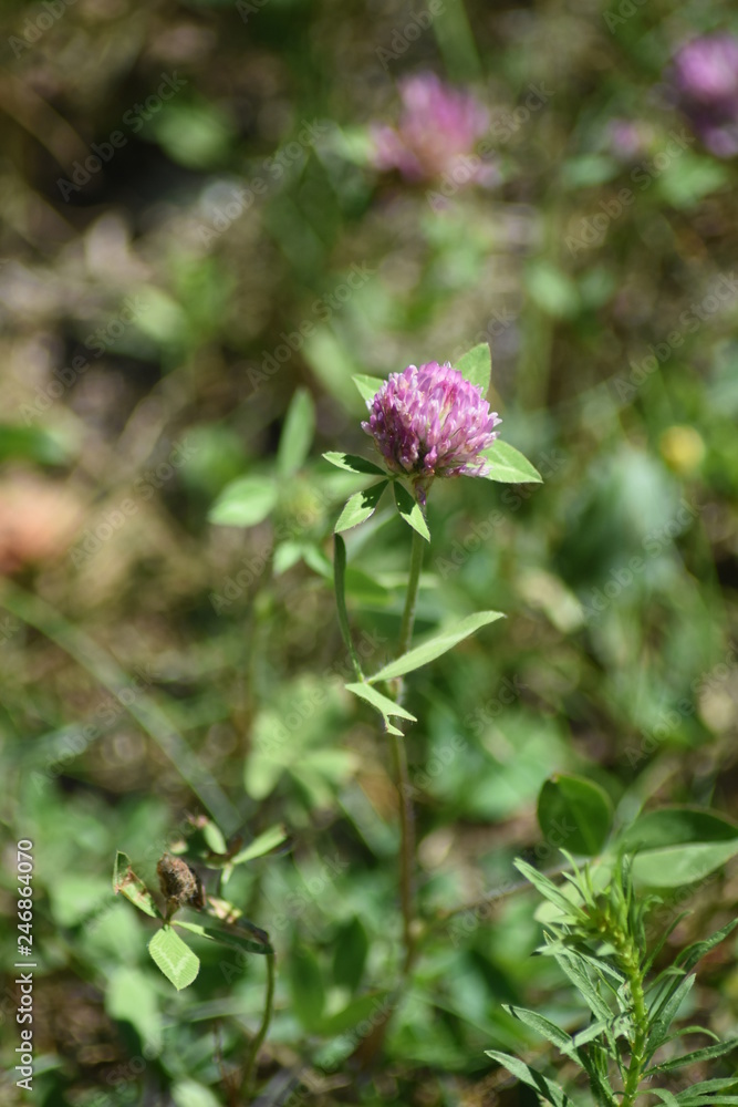 Petite fleur au champ Petite fleur au champ