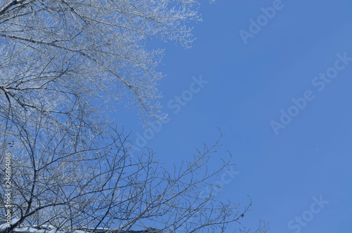 branches of trees on blue sky background in winter