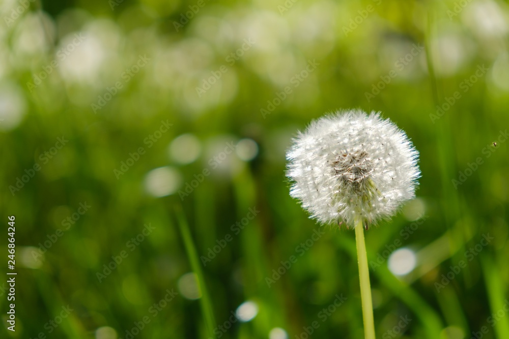 field background blossom floral dandelion. meadow. field background blossom floral dandelion. meadow.