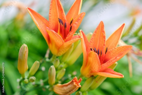 orange lilly background bea...