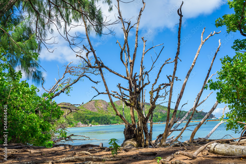 Dead tree in Cureiuse island in Seychelles
