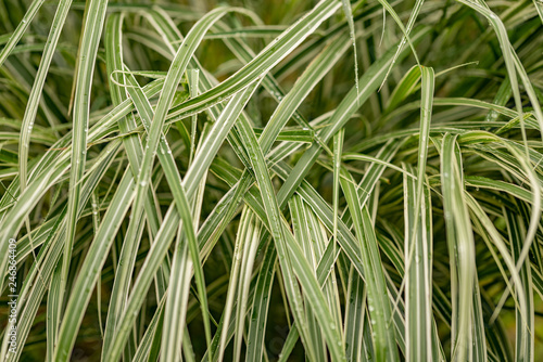 Miscanthus Grass