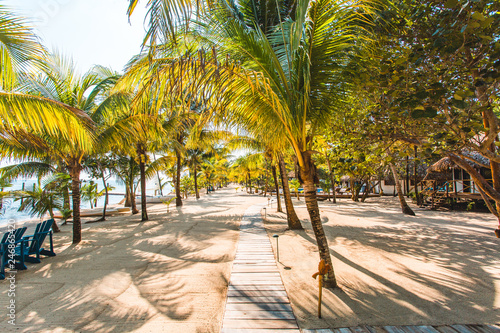 Beach walkway line with palm trees photo