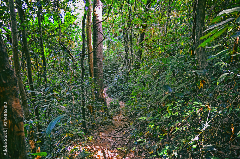 Beautiful view of tropical forest at Khao Yai national park in Thailand , Asia Beautiful view of tropical forest at Khao Yai national park in Thailand , Asia