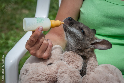 Kangaroo fed with a bottle by a person