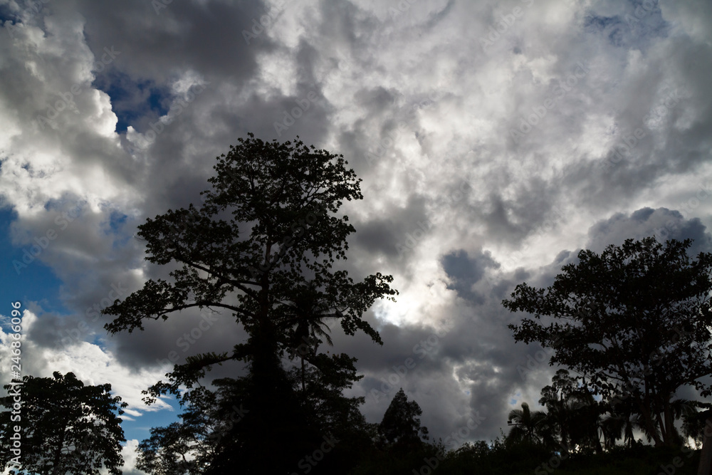 Raintree Backlit Raintree Backlit